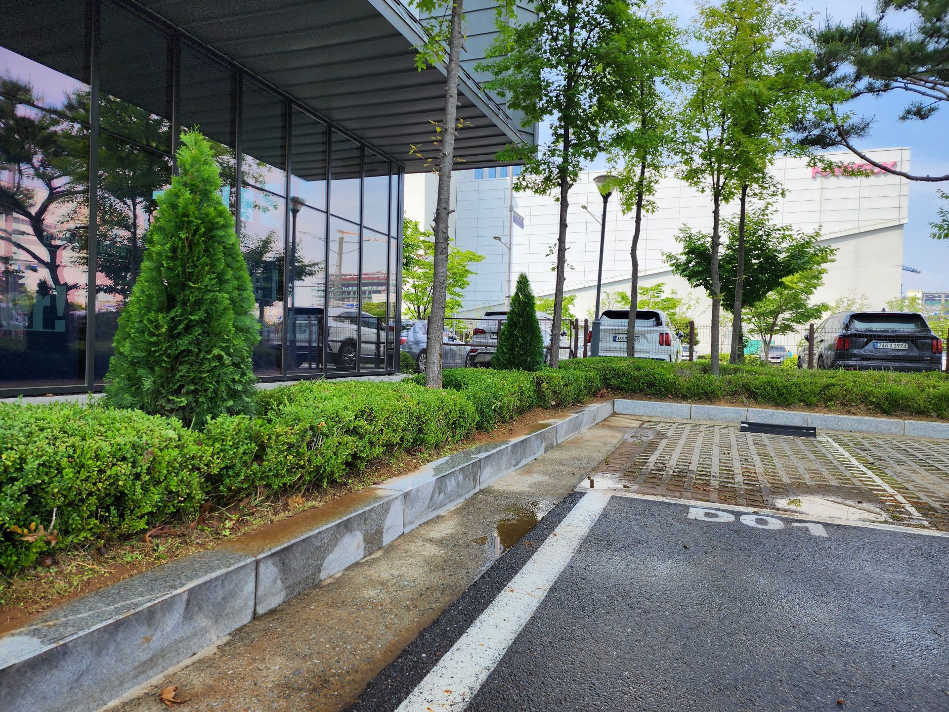 25.05 인천 송도 회양목 식재