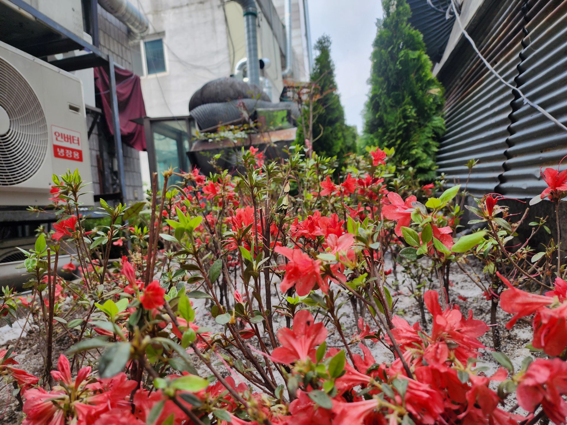 25.05 서울 노원 구청 조경 복구 시행