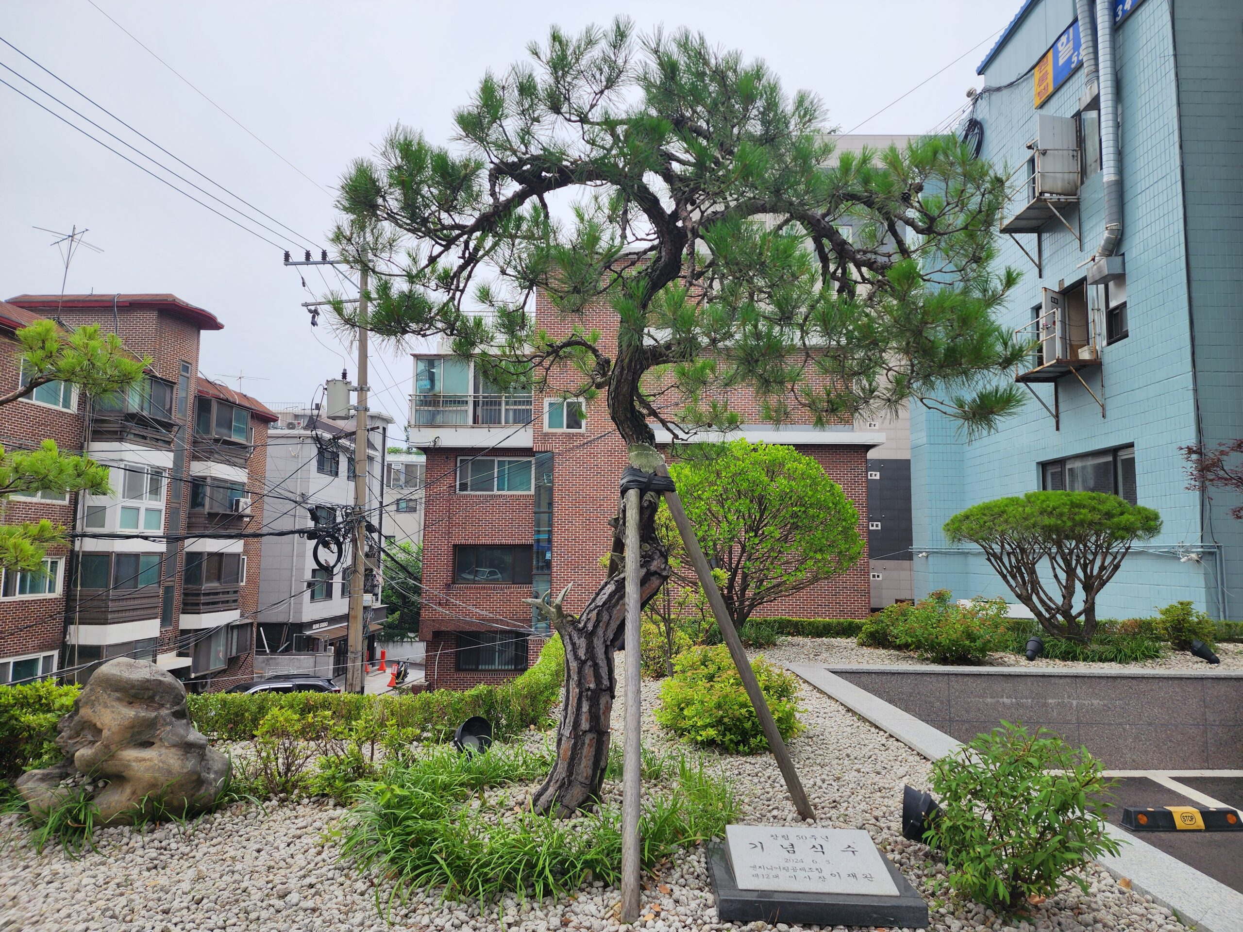 25.07 서울 동작 소나무 전지