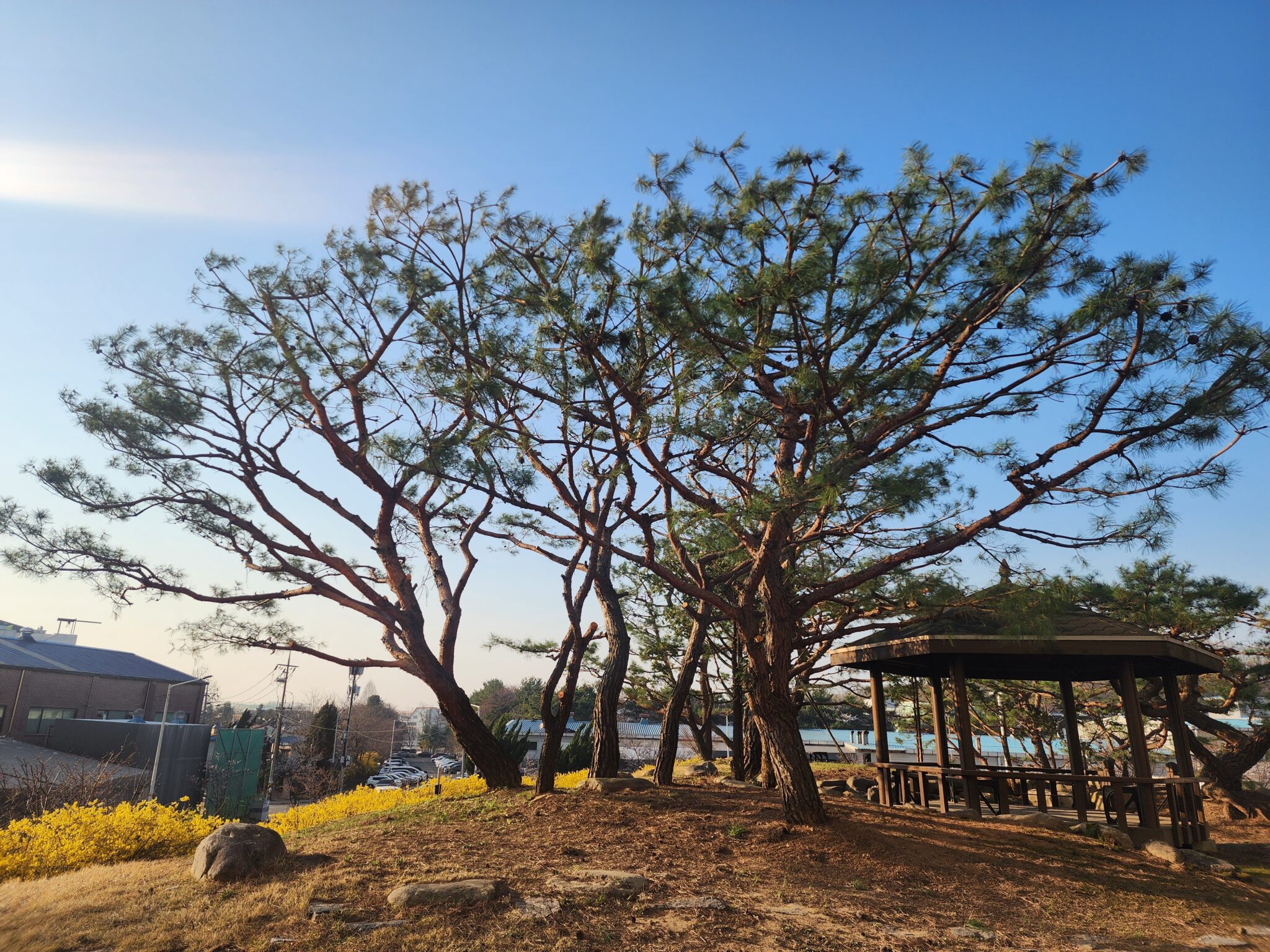 경기 파주 소나무 전지